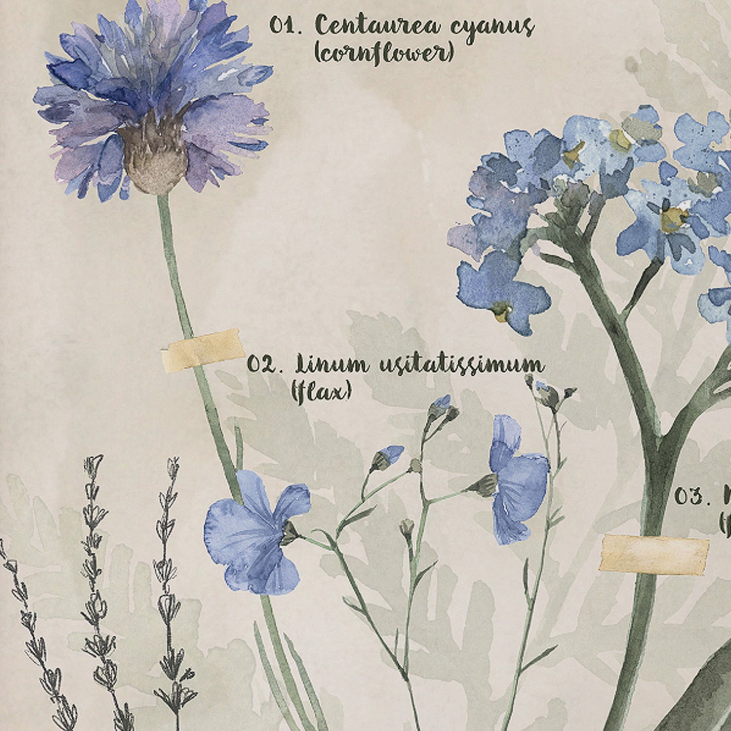close up of personalised botanical gift for Nana with forget-me-not